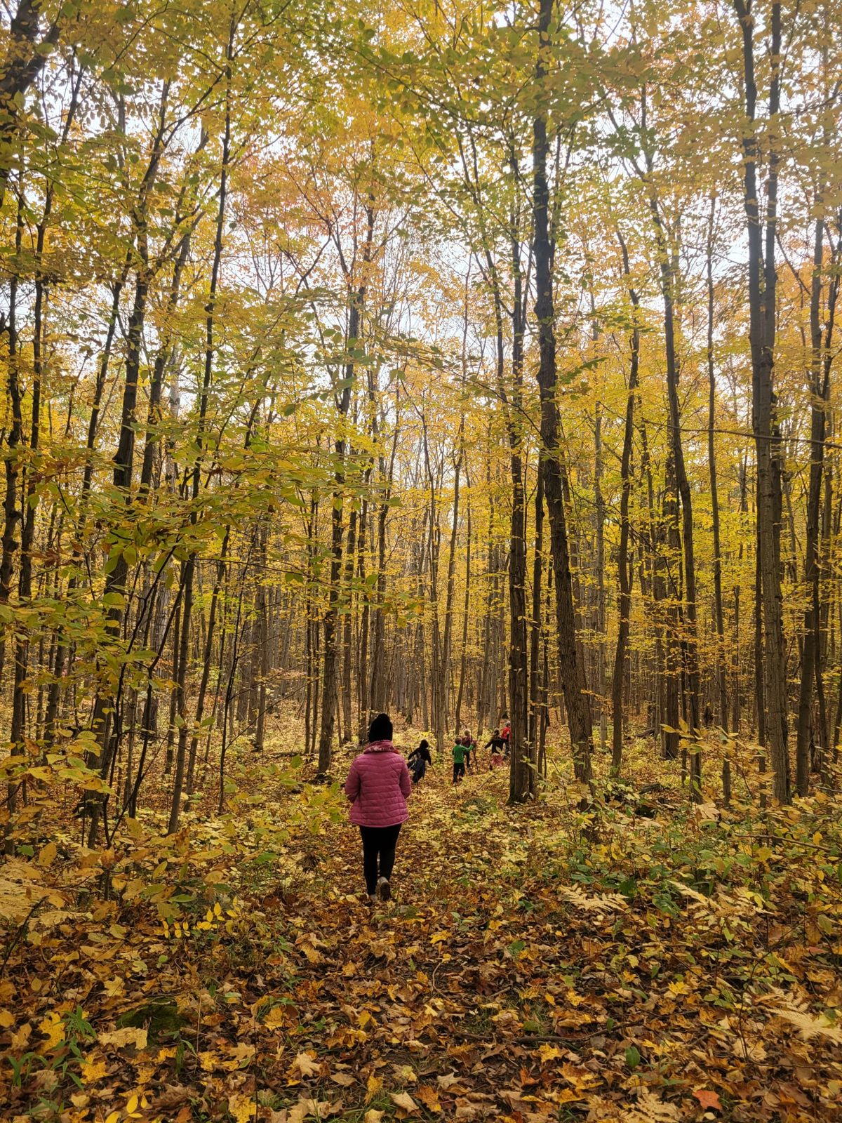 An educator and children walking a leaf-covered trail through a golden autumn forest